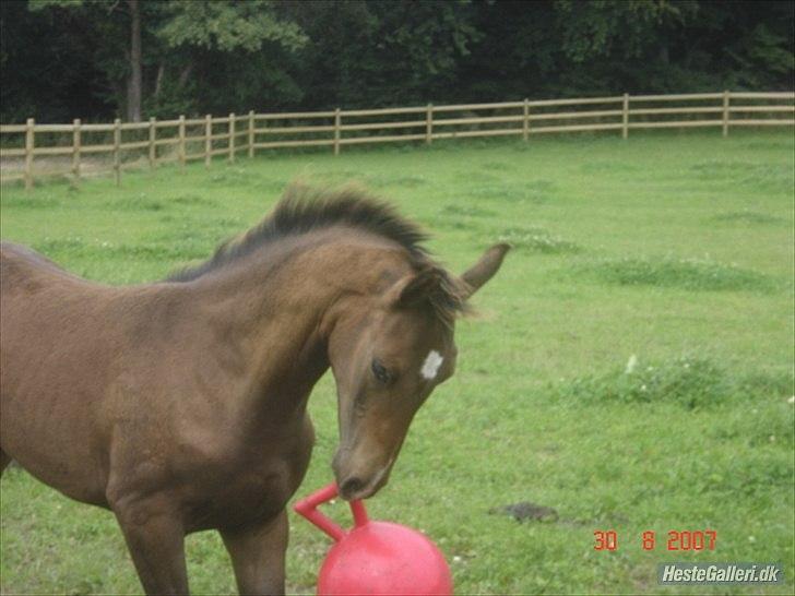 Dansk Varmblod lille skovs Ice-Mann - Lille legebarn.  :-)  billede 5