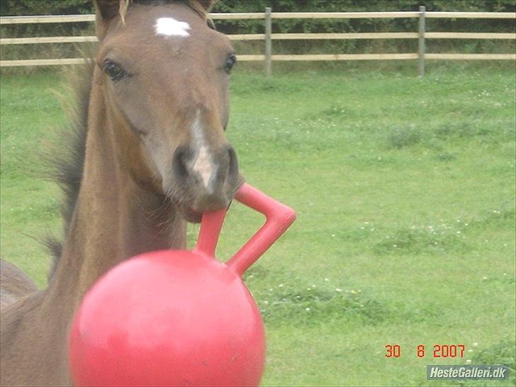 Dansk Varmblod lille skovs Ice-Mann - Cute ! <3 Sådan er han selv den dag idag !  billede 6
