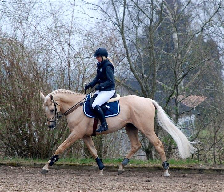 Fuldblod (XX) Palomino Mr Din X XX billede 15