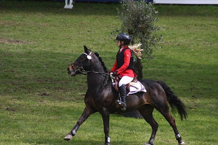 New Forest Eskehøjgaards Rumle - CSIO i Bernstorffsparken i maj - vores første MB! billede 5