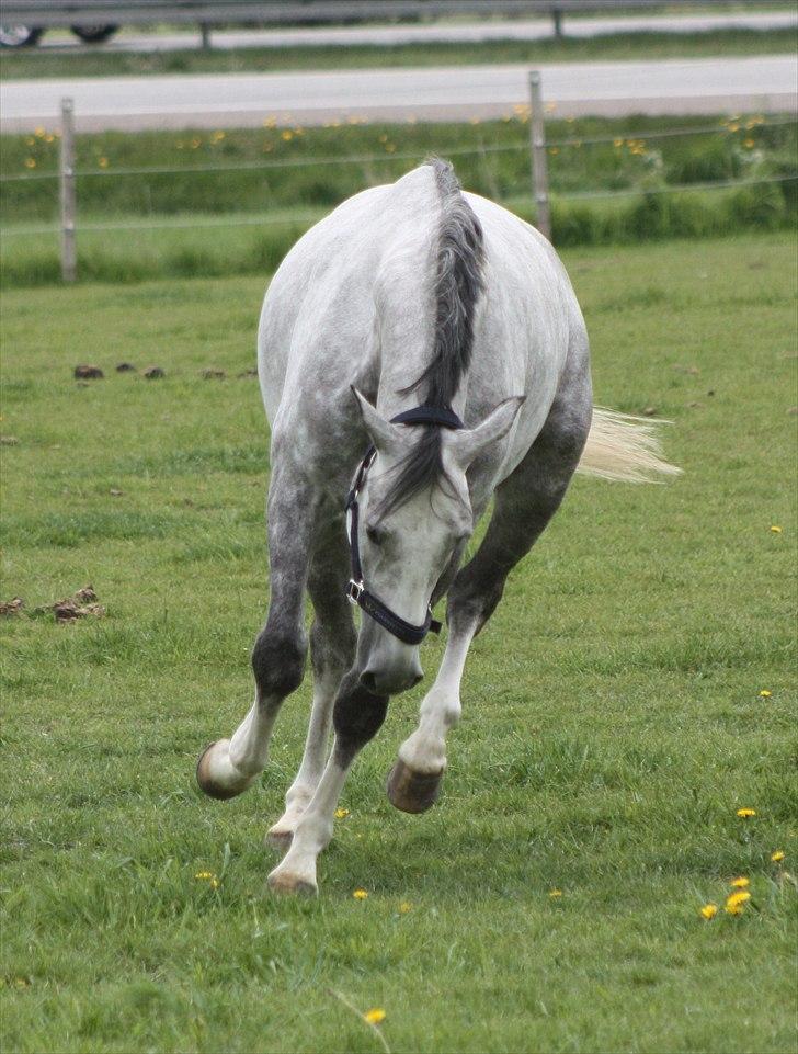 Trakehner Ferrari - YIIRHAAR!! billede 6