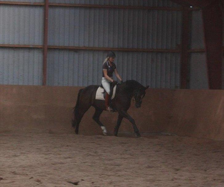 Dansk Varmblod Grosso's filius billede 16