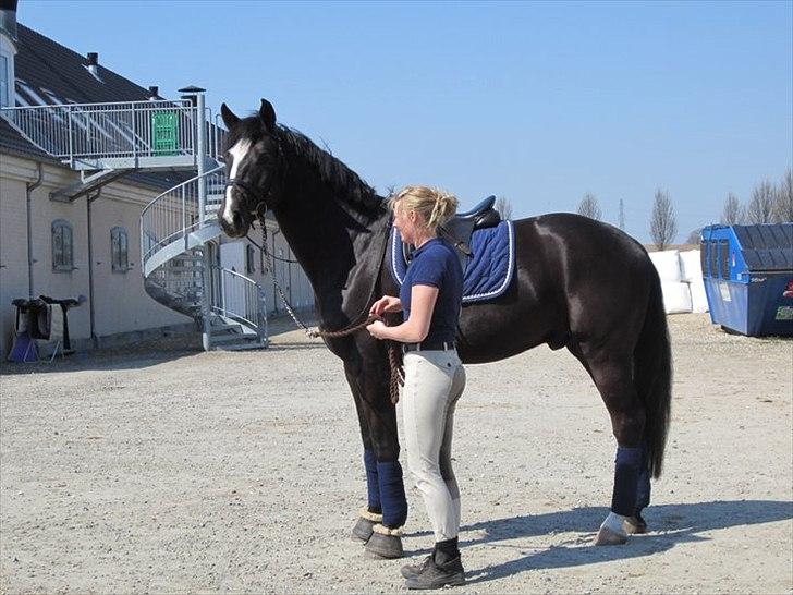 Dansk Varmblod Grosso's filius billede 17