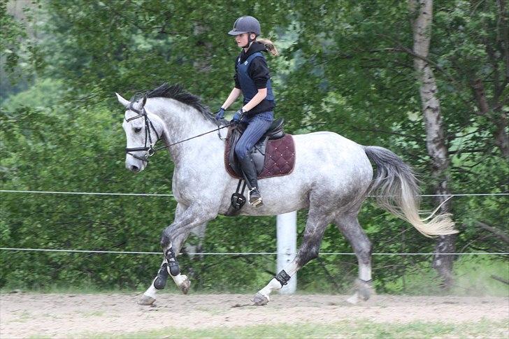 Trakehner Ferrari - I Love Ya <3 billede 9