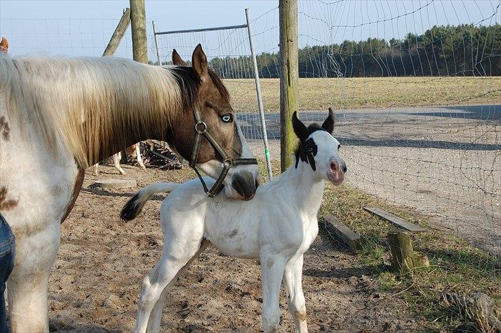 Paint charlies blue eyes billede 8