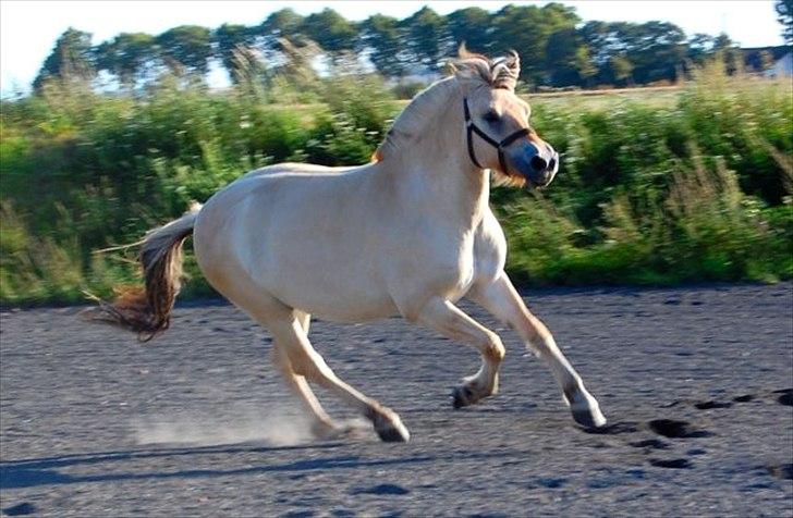 Fjordhest SPARTAS KOMET - Superstar! <3 billede 4