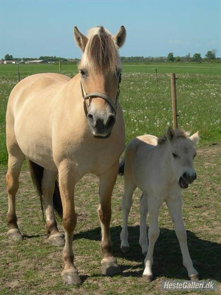 Fjordhest SPARTAS KOMET - Stine Bøgevang og FRÆKKE Komet :-)) De er så søøde <3 billede 10