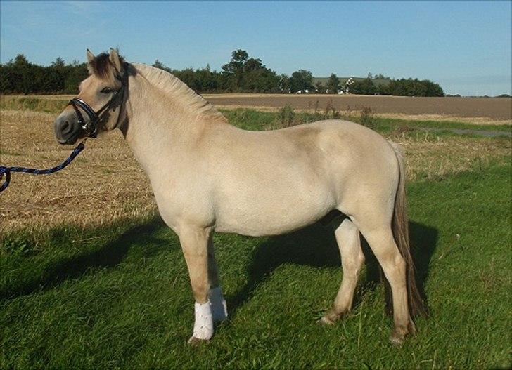 Fjordhest SPARTAS KOMET - Mit glansbillede <3 billede 11