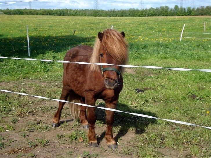 Shetlænder Hr. Asterix (Møllegaards Iceman) billede 6