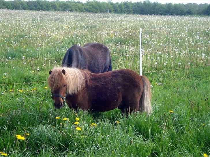 Shetlænder Hr. Asterix (Møllegaards Iceman) billede 7