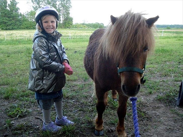 Shetlænder Hr. Asterix (Møllegaards Iceman) - Cecilie gør Atserix klar til en ridetur billede 8