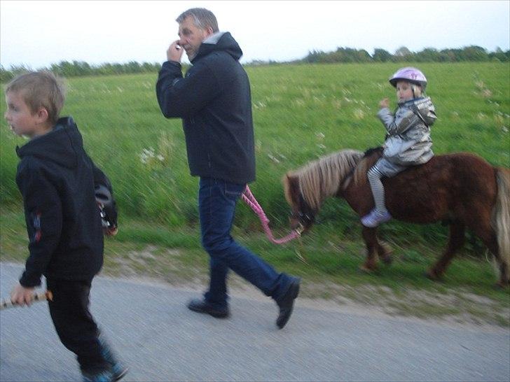 Shetlænder Hr. Asterix (Møllegaards Iceman) - Familien på tur med vores elskede Asterix billede 9