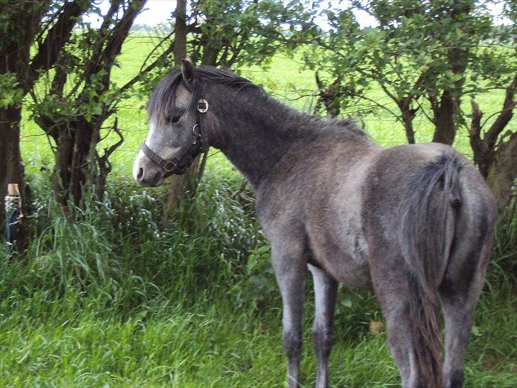 Welsh Pony (sec B) Mirain Simba billede 2
