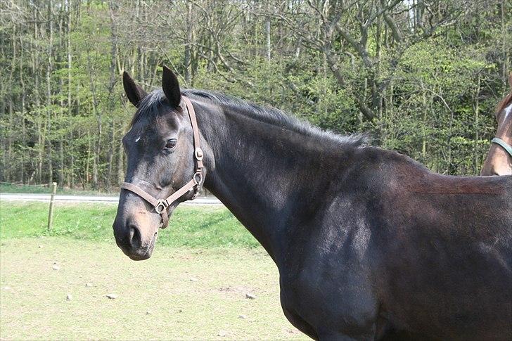 Dansk Varmblod Schnell Eleven - Fold april 2011 billede 9