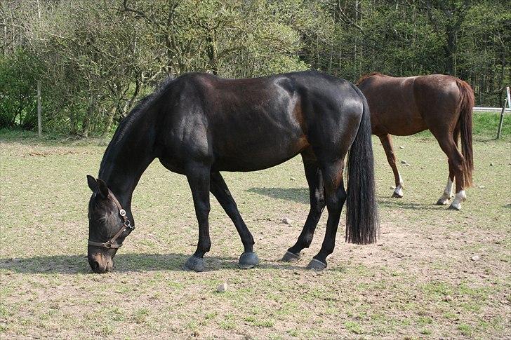 Dansk Varmblod Schnell Eleven - Fold april 2011 billede 11