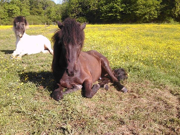 Islænder Bláus fra Belkanto *Solgt* billede 4