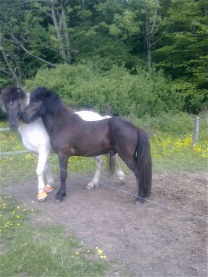 Islænder Bláus fra Belkanto *Solgt* billede 5