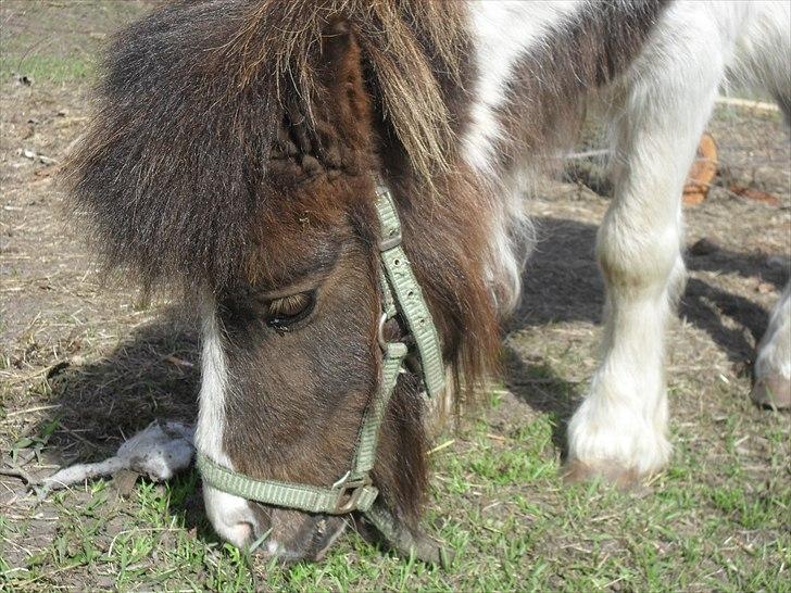 Shetlænder Buller The Bandit - 10/4-2011 billede 12