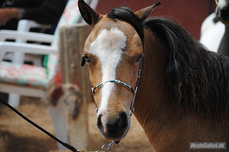 Dansk Miniature comanche warrios lucy - klippede lucy til plageskue!<3 billede 3