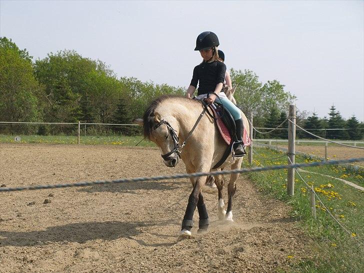 Welsh Pony (sec B) Amigo Margerit - Her er jytte ude og ride hende for anden gang, og til deres første undervisningstime. billede 1