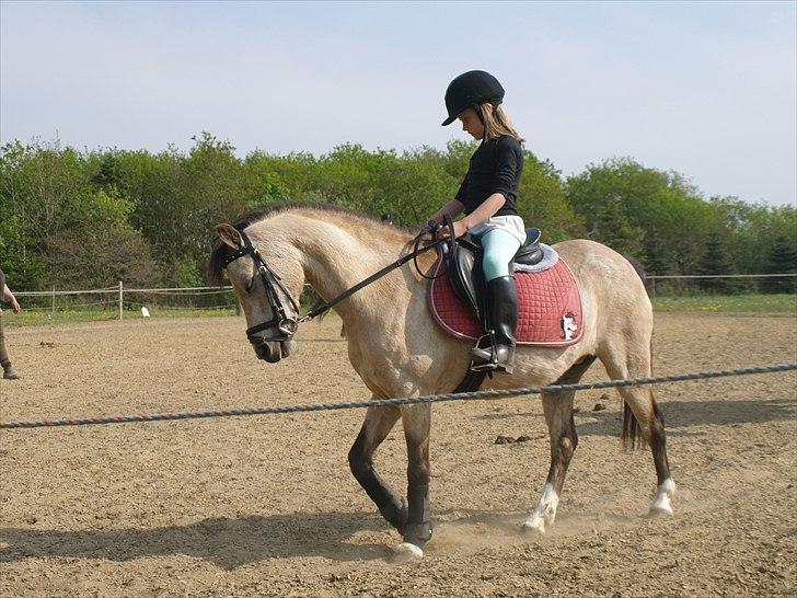 Welsh Pony (sec B) Amigo Margerit billede 4
