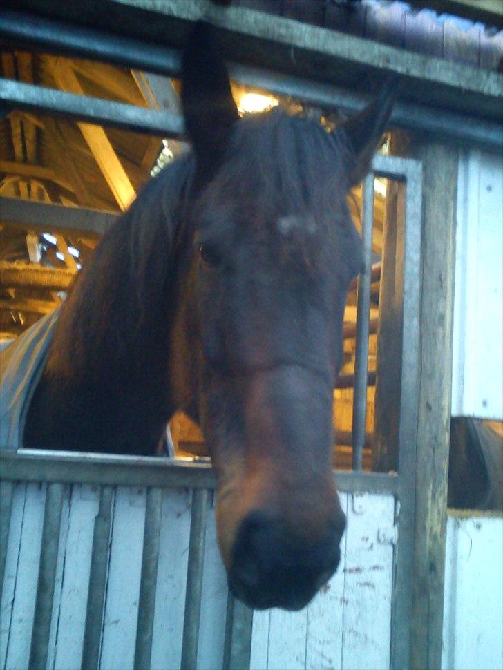 Anden særlig race Ronja billede 12