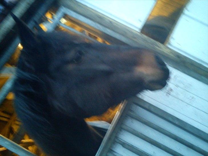 Anden særlig race Ronja billede 11