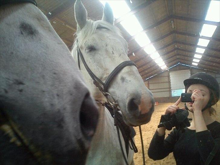 Lipizzaner Diler billede 10