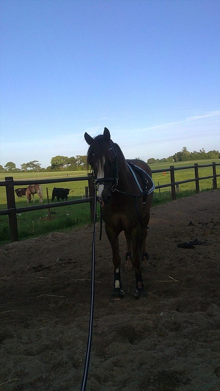 Tysk Sportspony D'Joy billede 15