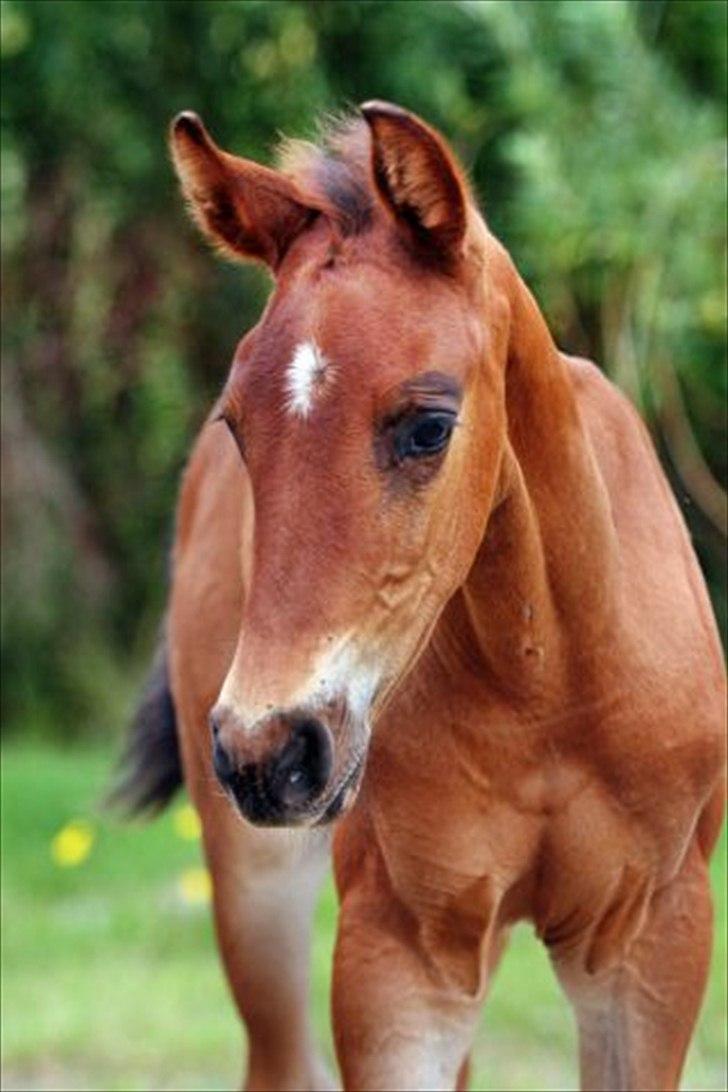 Pinto Ølbygårds Fantasy billede 6