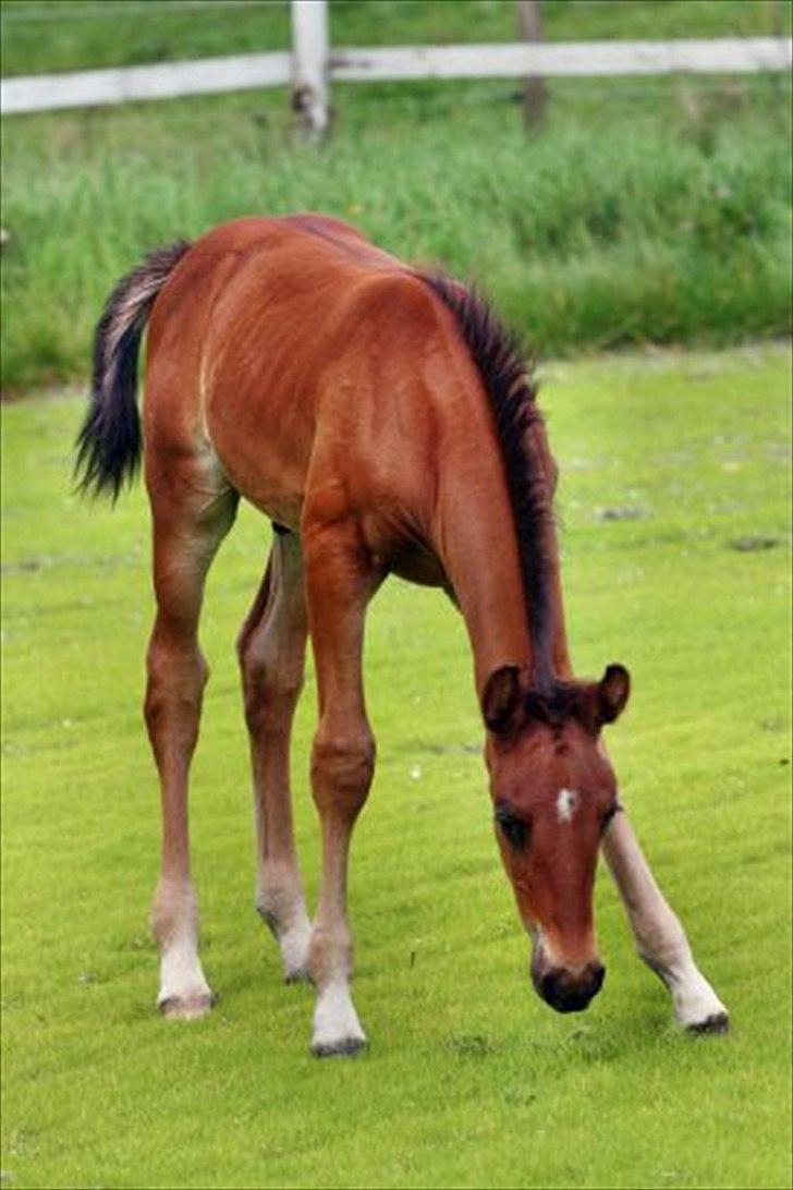 Pinto Ølbygårds Fantasy billede 7