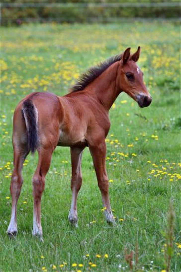 Pinto Ølbygårds Fantasy billede 8