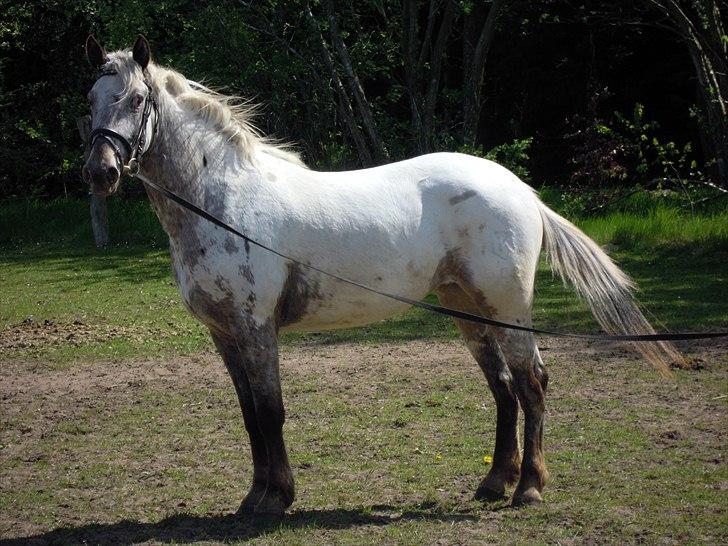 Knabstrupper Funder Nørhedes Labina Solgt - En af de første gange i longen billede 10