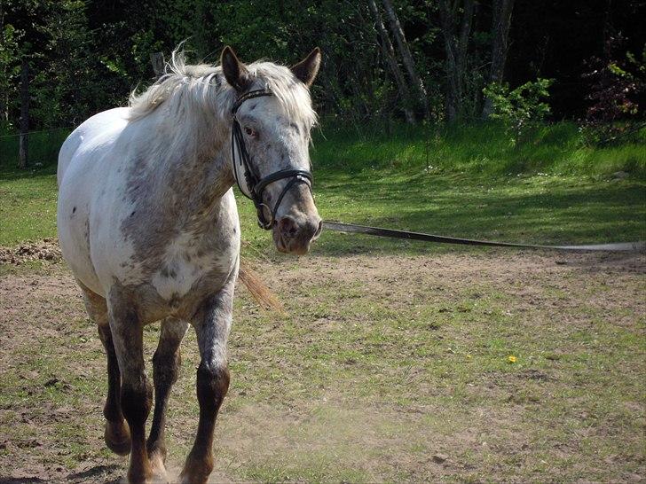 Knabstrupper Funder Nørhedes Labina Solgt - Det går rimelig fint! billede 11