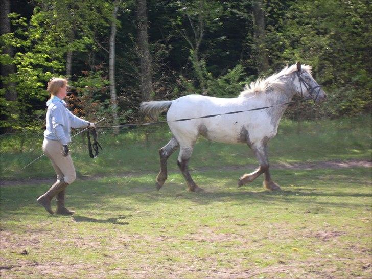 Knabstrupper Funder Nørhedes Labina Solgt - Arh mor jeg vil gerne lidt den her vej!! billede 12