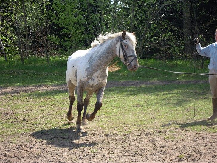 Knabstrupper Funder Nørhedes Labina Solgt - Okay jeg skal nok! billede 13