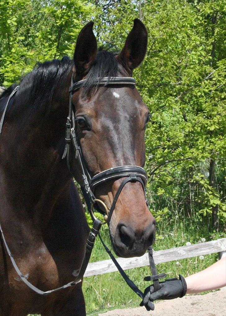 Holstener Enghøjs Minuet billede 2