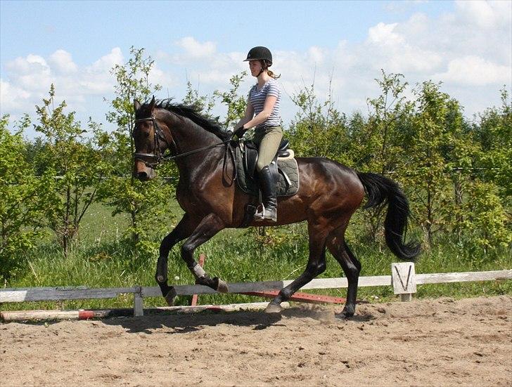 Holstener Enghøjs Minuet billede 4