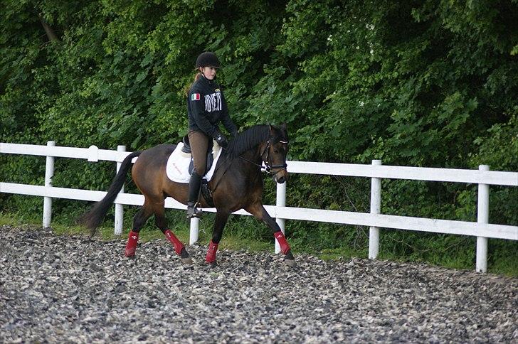 DSP Moonjam´s Mr. Sunshine - Rikke og Sunny til undervisning hos Nevermann. billede 14