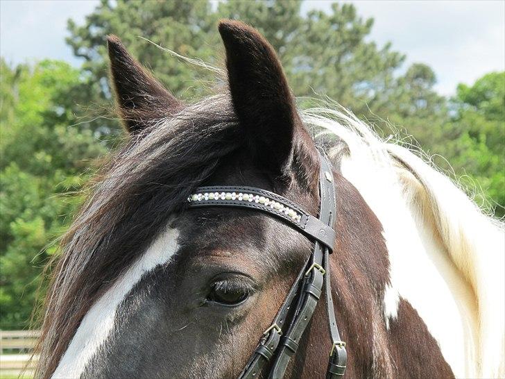Irish Cob Mischa billede 10