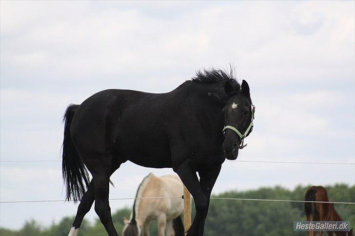 Traver Top BJ men kaldt Topper. - Velkommen til Toppers profil. billede 1