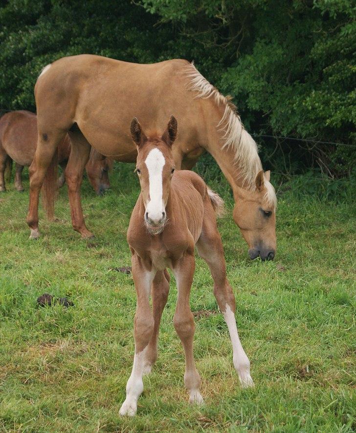 Palomino LadiSantos! :-* - Dejlige lille fyr <3 billede 4