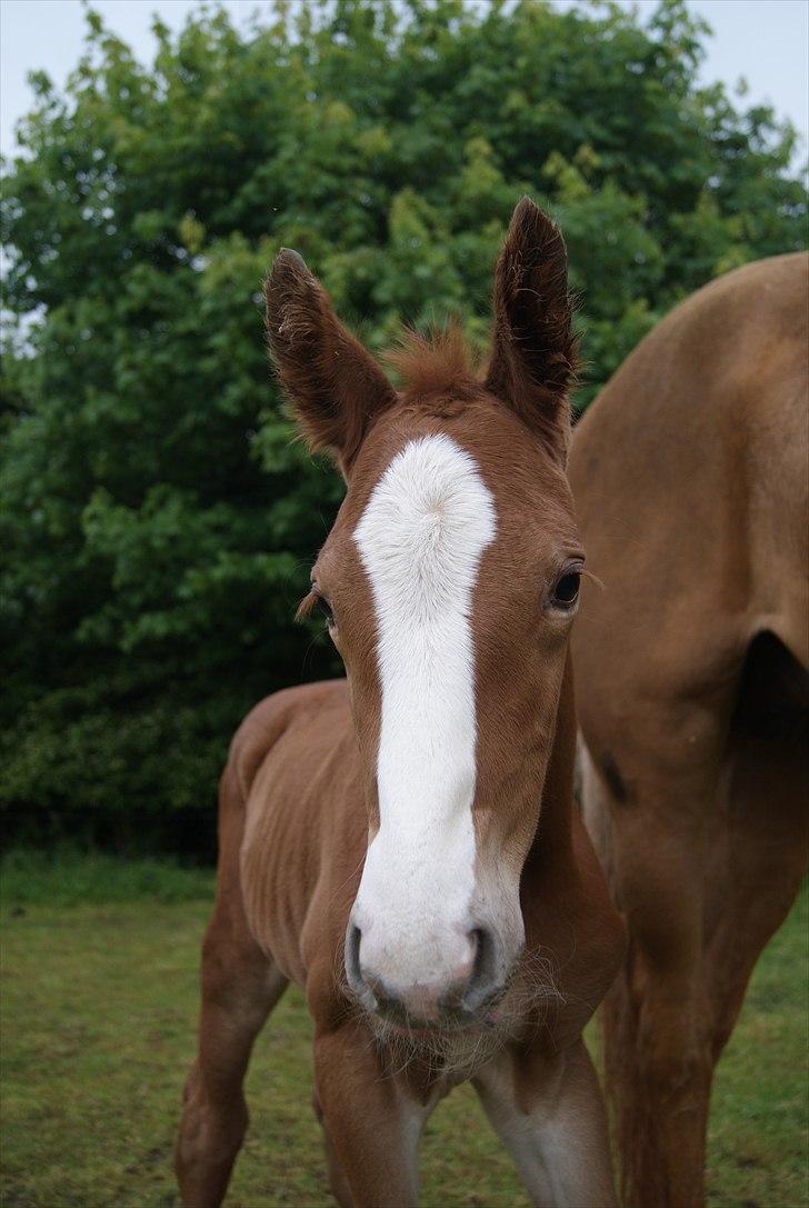 Palomino LadiSantos! :-* - <3333 billede 7