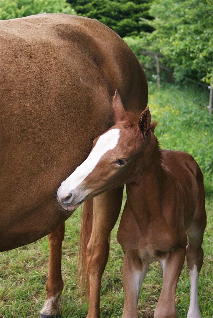 Palomino LadiSantos! :-* - Søøøøde dreng <3 billede 14