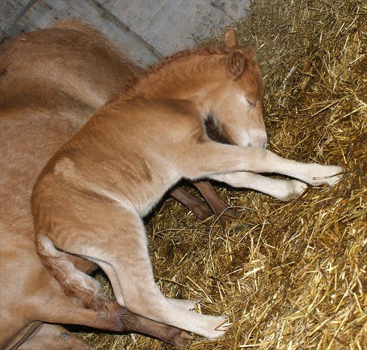 Shetlænder Justenborgs Legacy - d. 26. maj 2011, hendes fødselsdag. UH! KLØR!  billede 4