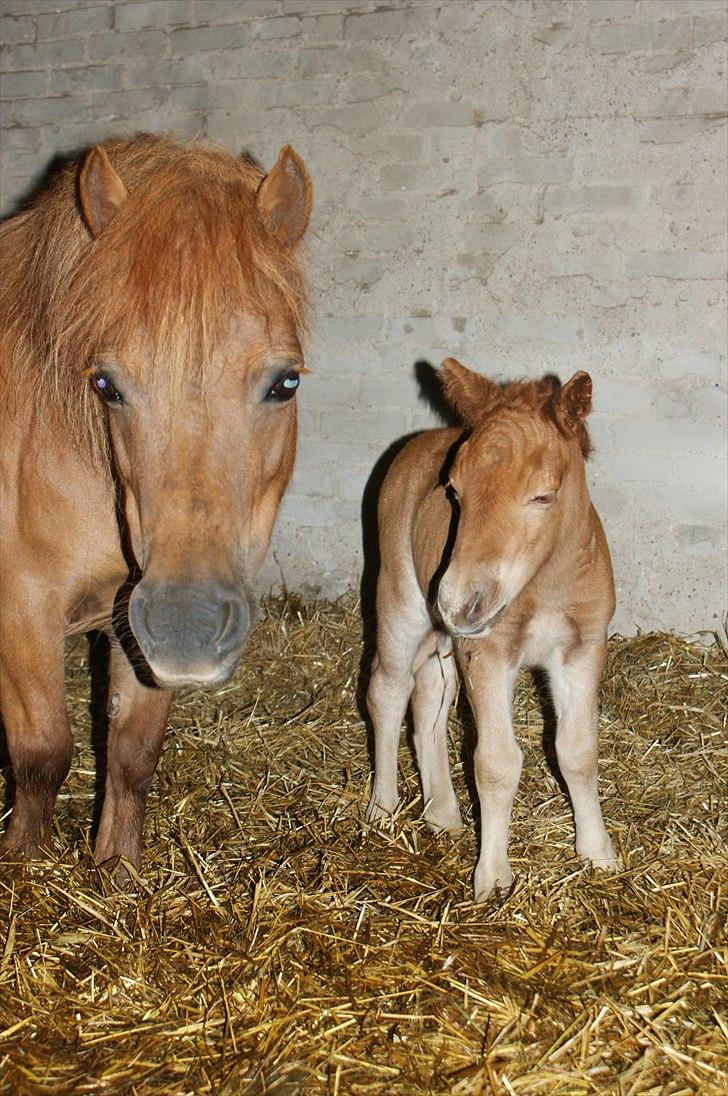 Shetlænder Justenborgs Legacy - d. 26. maj 2011, hendes fødselsdag. Mor-Anja og Lille lex :3 billede 5