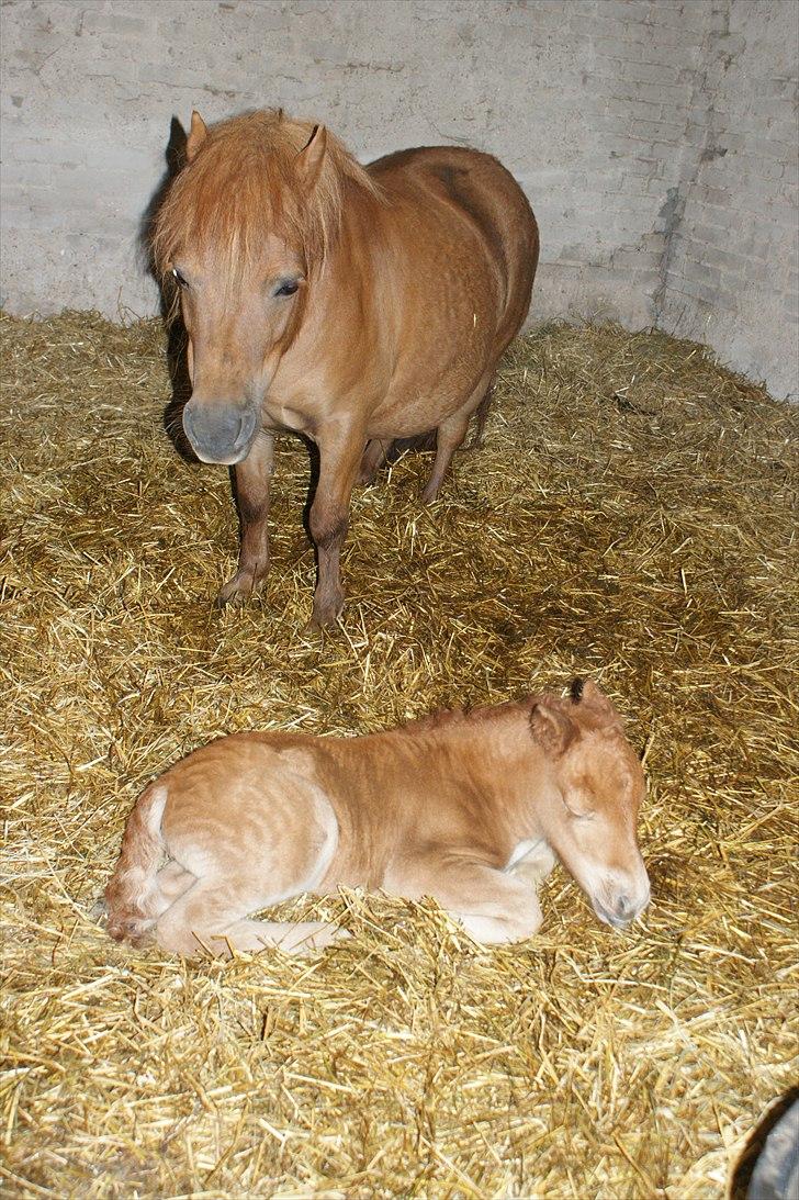 Shetlænder Justenborgs Legacy - d. 26. maj 2011, hendes fødselsdag. lille guldklump :* billede 6