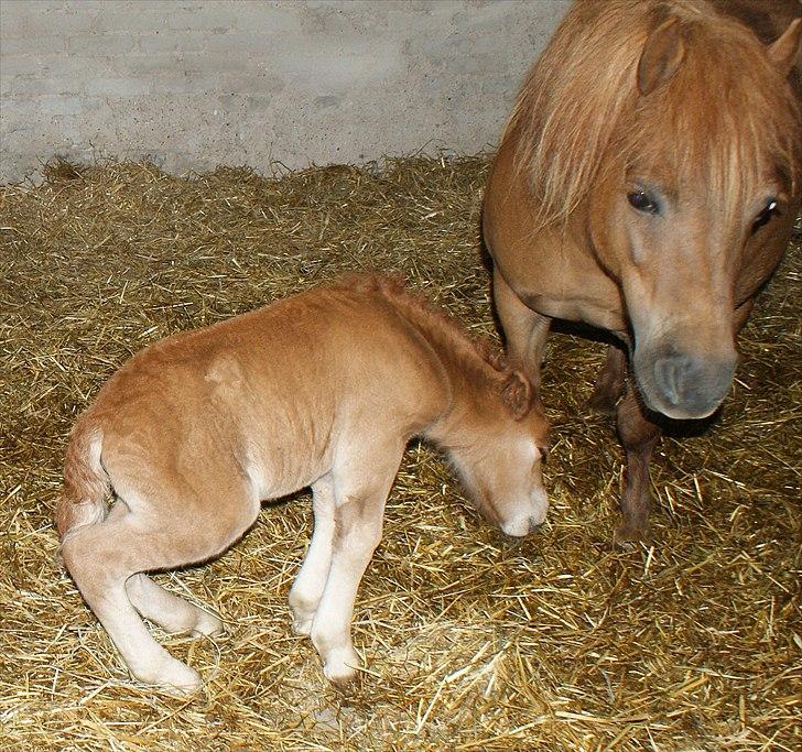 Shetlænder Justenborgs Legacy - d. 26. maj 2011,Første gang baby rejser sig :) billede 7