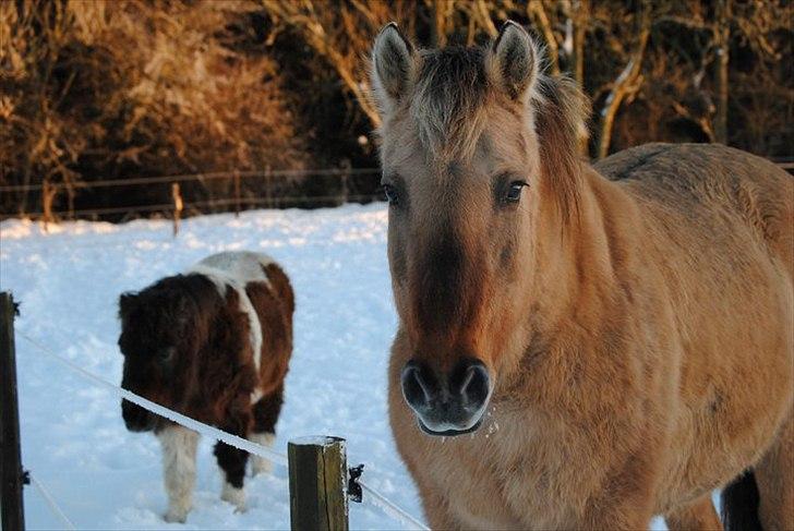 Anden særlig race Tikka - Vinter billede 2010 <3 billede 5