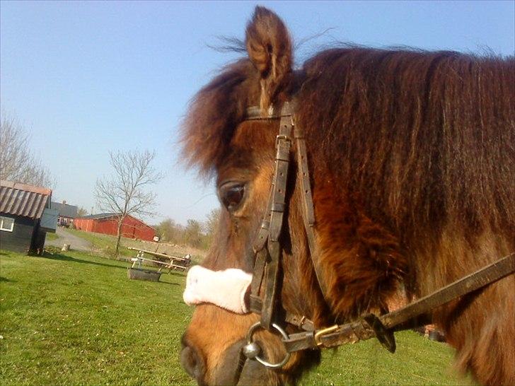 Anden særlig race Bubber R.i.P :'( billede 4